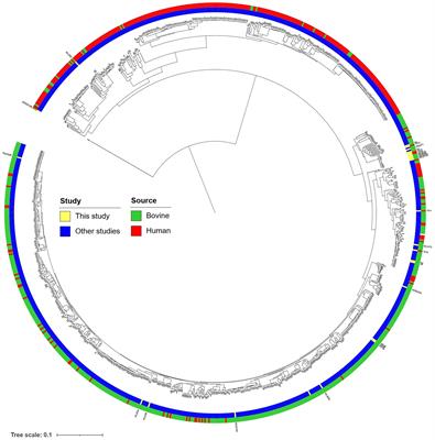 Genomic Diversity, Virulence Gene, and Prophage Arrays of Bovine and Human Shiga Toxigenic and Enteropathogenic Escherichia coli Strains Isolated in Hungary